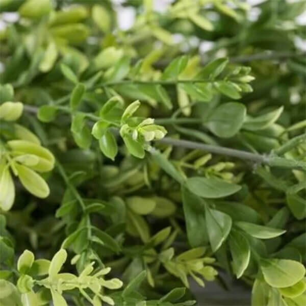 AGL Vistafolia Texture Boxes